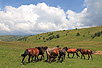 Крдо дивљих коња изнад Босилеграда (Фото: Д. Боснић)